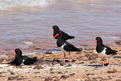 Pied Oystercatcher