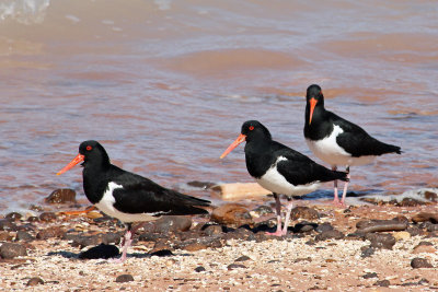 oystercatchers