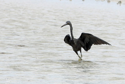 Eastern Reef Egret