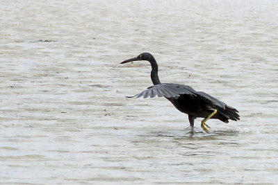 Eastern Reef Egret