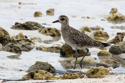 Pacific Golden Plover