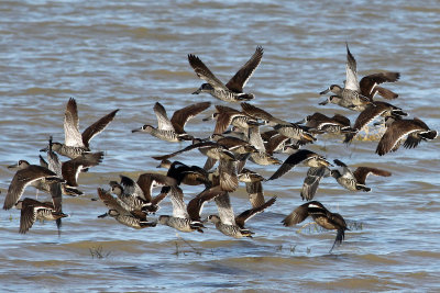 Pink-eared Duck