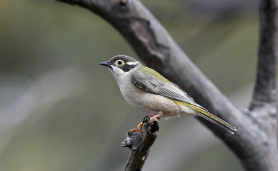 Brown-headed Honeyeater