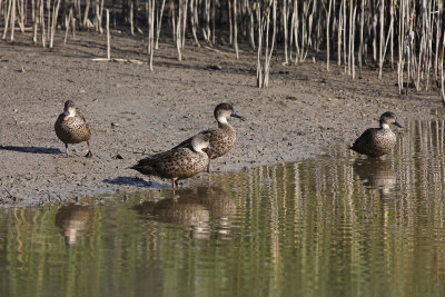 Grey Teal