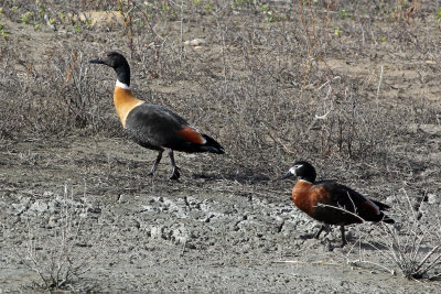 Australian Shelduck