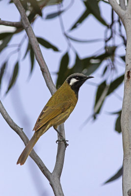 White-eared Honeyeater