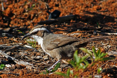 White-browed Babbler
