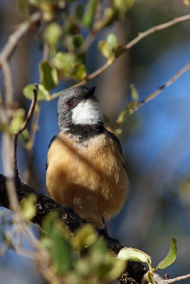 Rufous Whistler