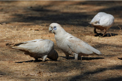 Little Corella