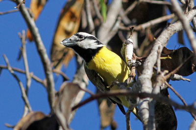 Northern Shrike-tit