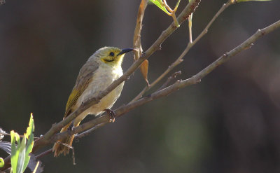 Yellow-tinted Honeyeater