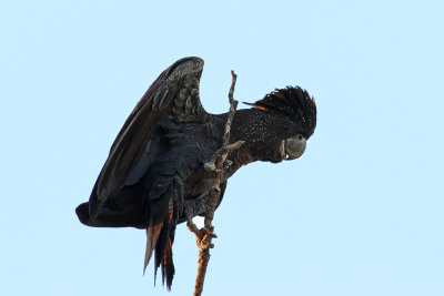 Red-tailed Black Cockatoo