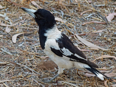 Pied Butcherbird