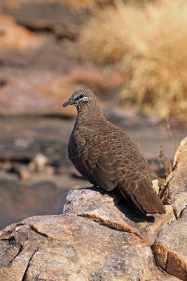 White-quilled Rock-pigeon