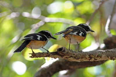 Buff-sided Robin