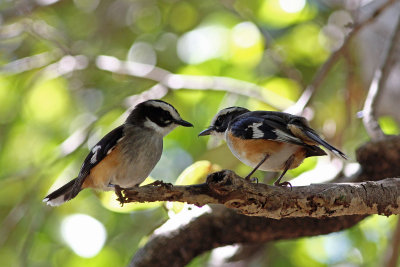 Buff-sided Robin