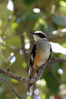 Buff-sided Robin