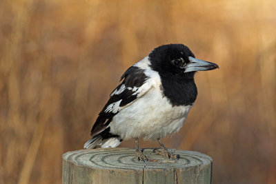 Pied Butcherbird