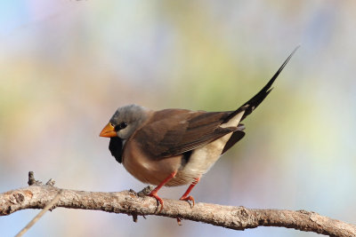 Long-tailed Finch