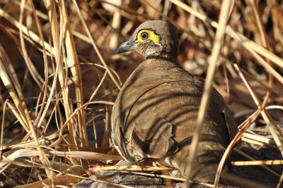 Partridge pigeon (western/yellow-faced race)