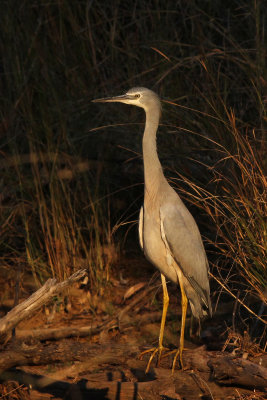 White-faced Heron