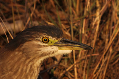 Nankeen Night-heron