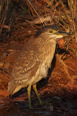 Nankeen Night-heron