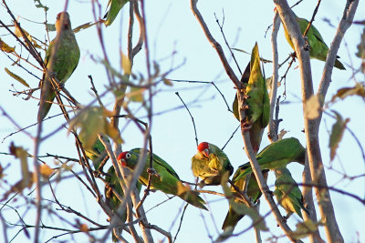 Varied Lorikeet