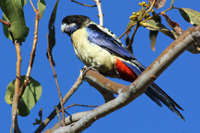 Northern Rosella