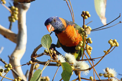Red-collared Lorikeet