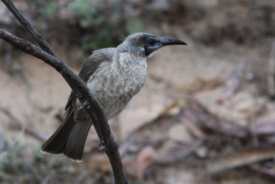 Little Friarbird