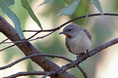 Rufous-throated Honeyeater