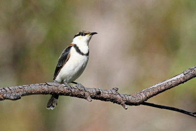 Banded Honeyeater