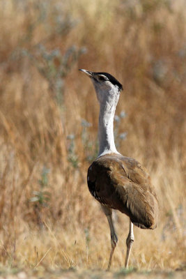 Australian Bustard