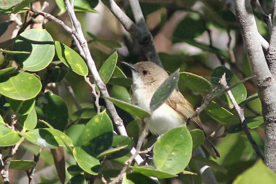 Green-backed Gerygone