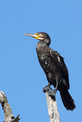 Great Cormorant