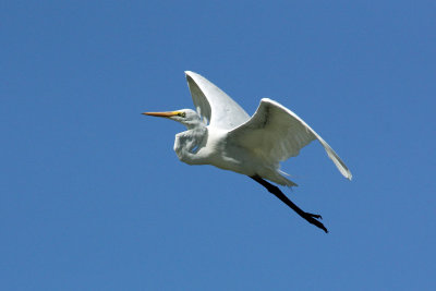 Great Egret