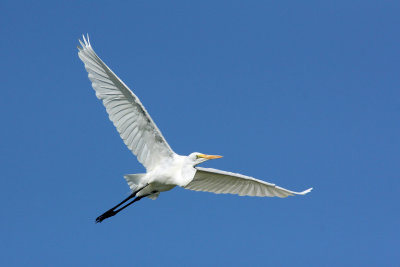 Great Egret