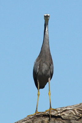 White-faced Heron