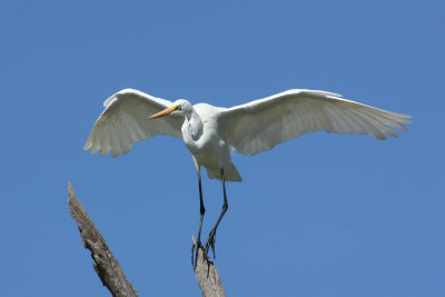 Great Egret