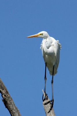 Great Egret