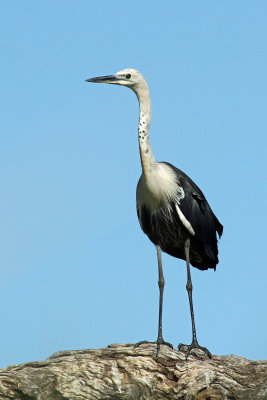 White-necked Heron