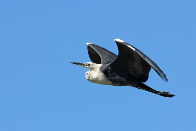 White-necked Heron