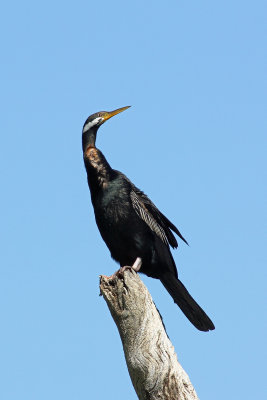 Australian Darter