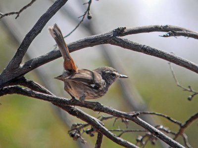 Shy Heathwren