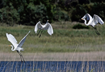Great Egret