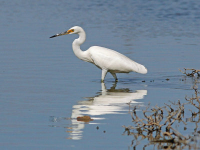 Great Egret