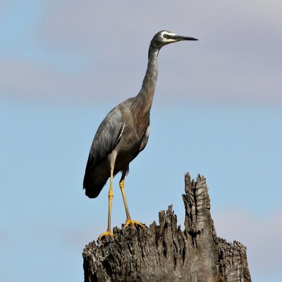 White-faced Heron