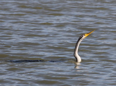 Australian Darter