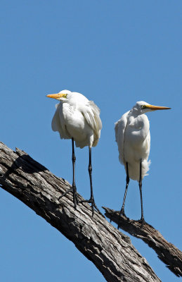 Great Egret